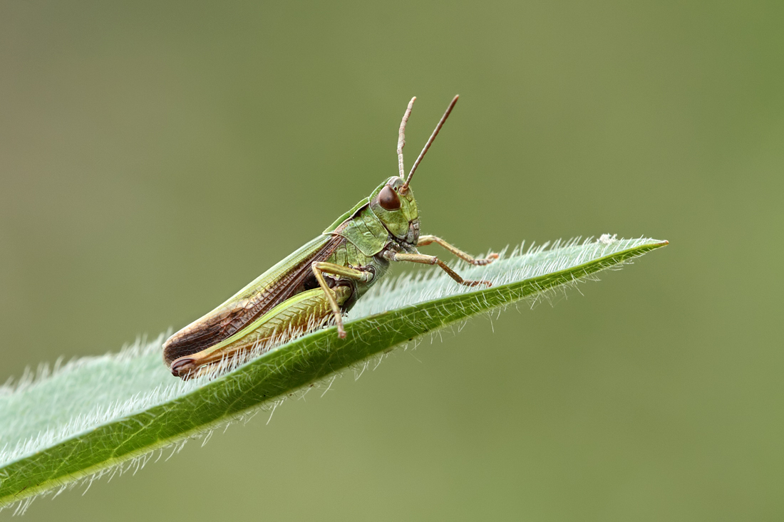 Common Green Grasshopper 2